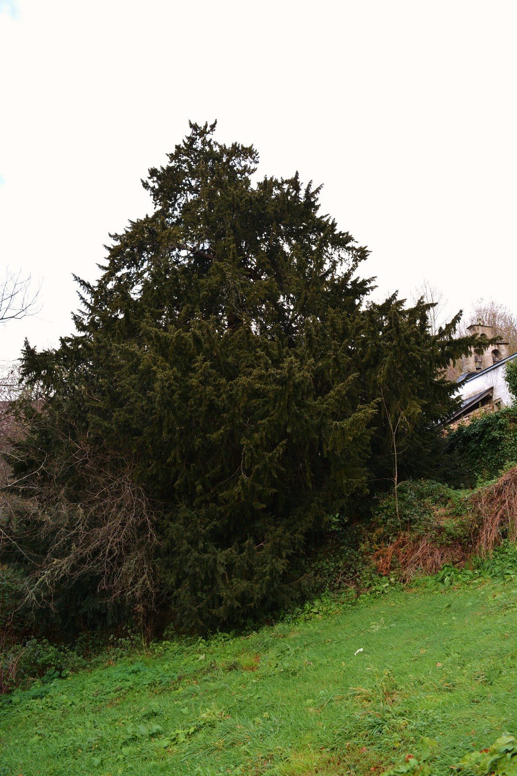 Pueblastur Monumento Natural del Texu de Lago. Lago, Allande.