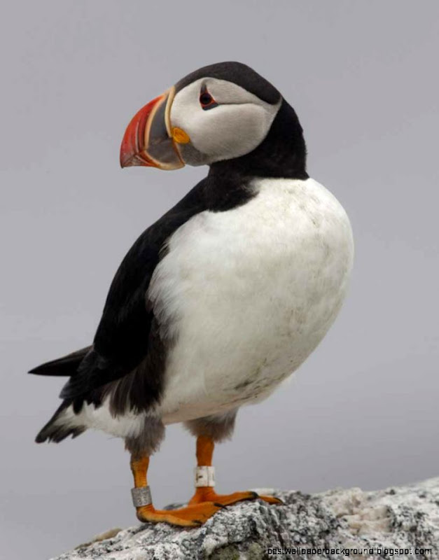 Atlantic Puffin  Audubon Field Guide