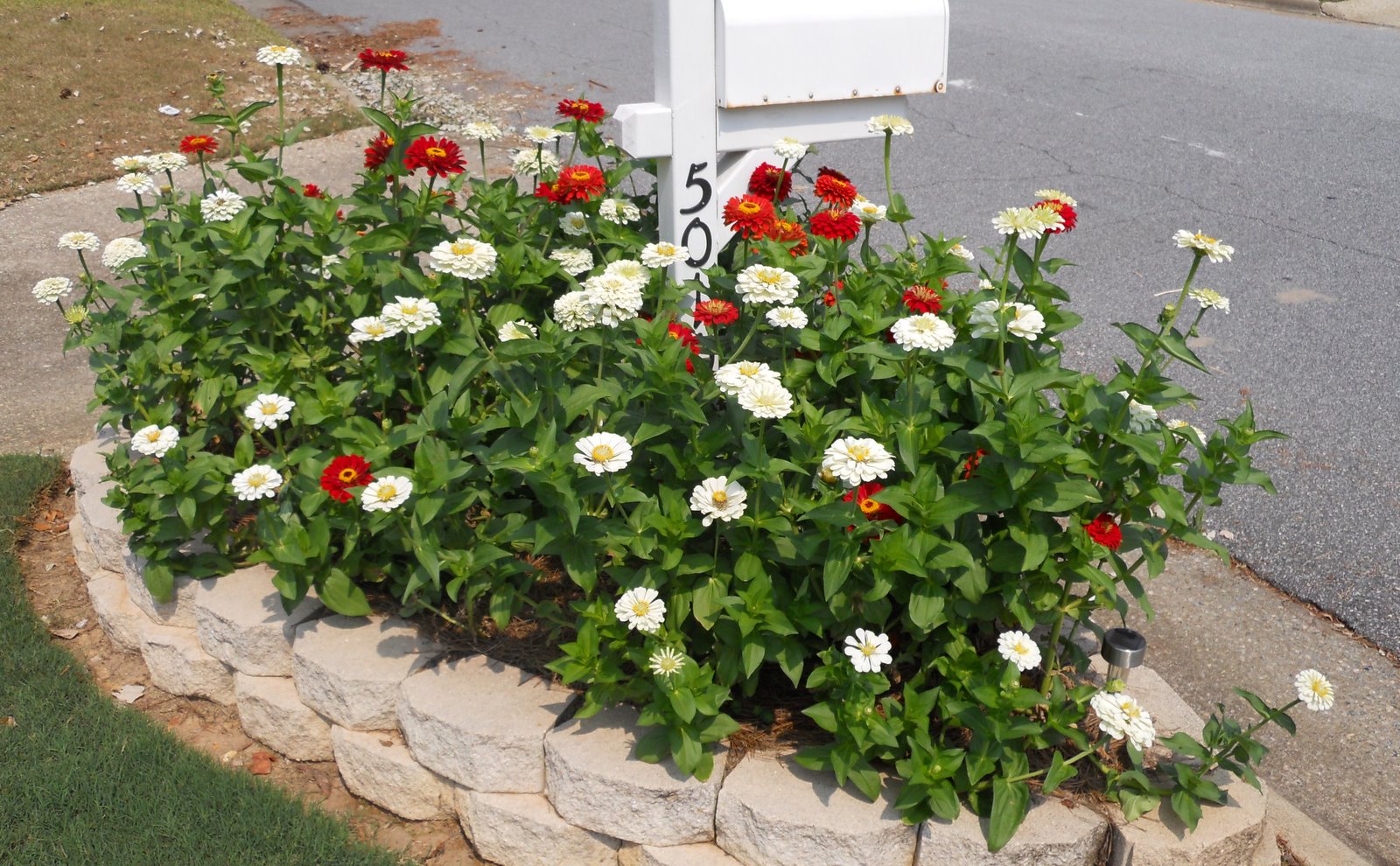 Home Garden Zinnias Zinnias Zinnias