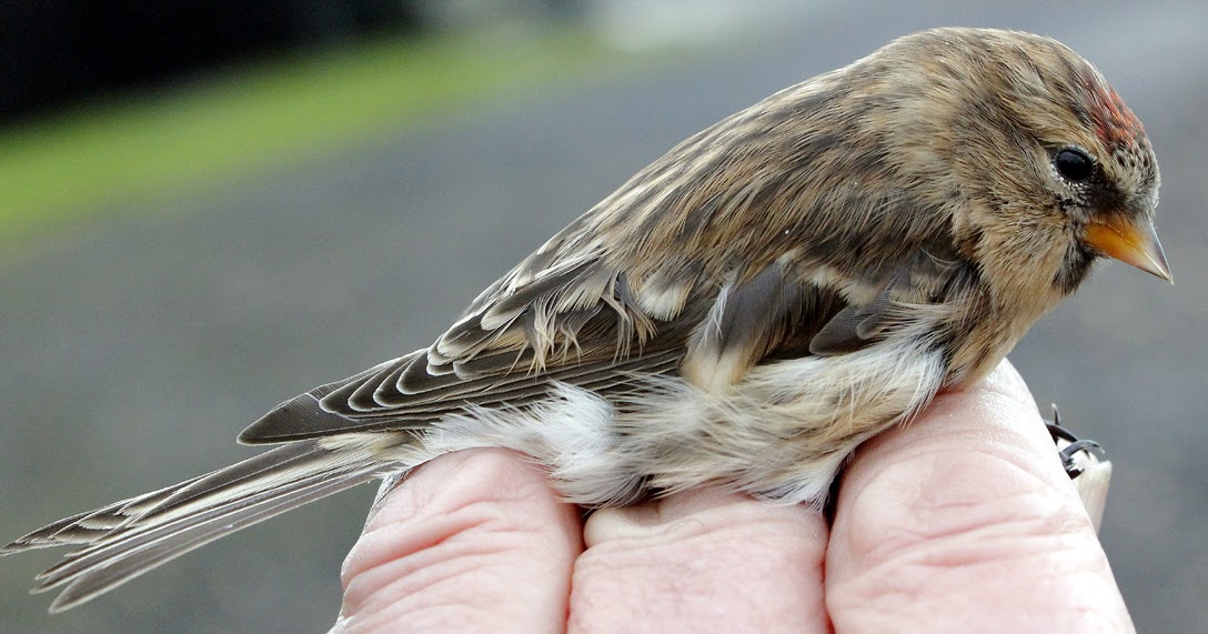 Another Bird Blog Rare As Hen's Teeth