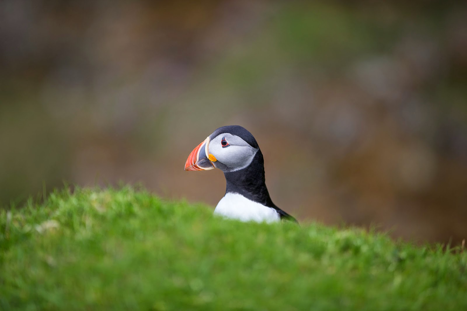 Puffins in the British Isles - Britain All Over Travel Guide