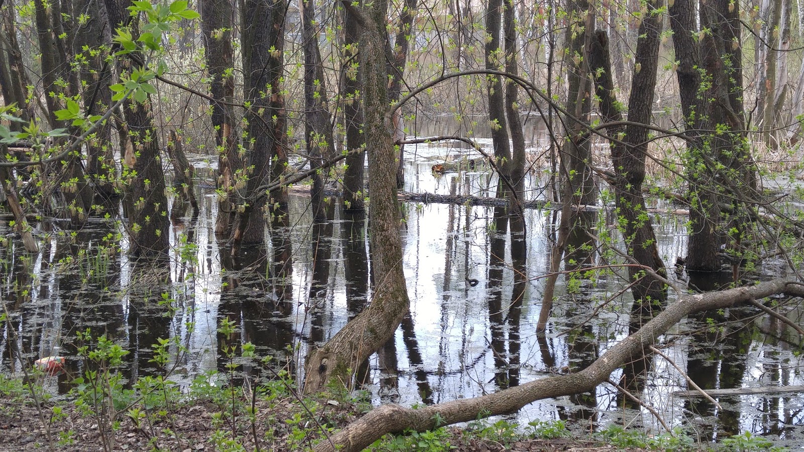 Болота москвы