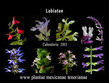 Calendario de Familias Botánicas: Labiatae 2013