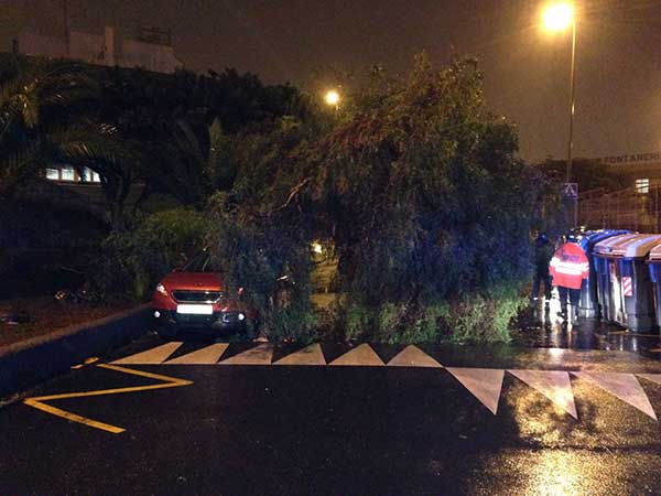 Un árbol cae sobre un coche estacionado en la calle Junco de Las Palmas de Gran Canaria