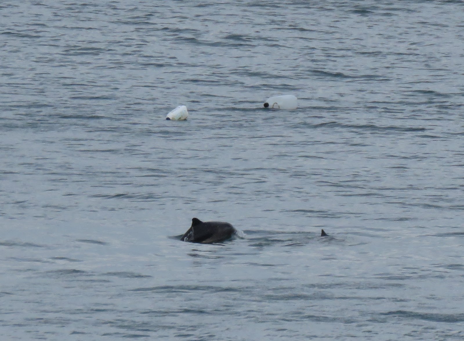 Whales in Wales: Fishguard Harbour mother and calf porpoises 10/7/16