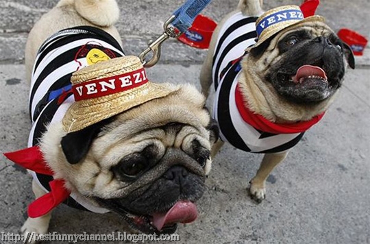 two funny dogs with hats