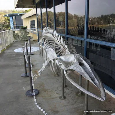 skeleton of Minke Whale at Morro Bay Museum of Natural History in Morro Bay State Park in Morro Bay, California