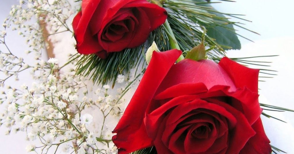 خلفيات ورود حمراء متحركة Al Ilmu 12