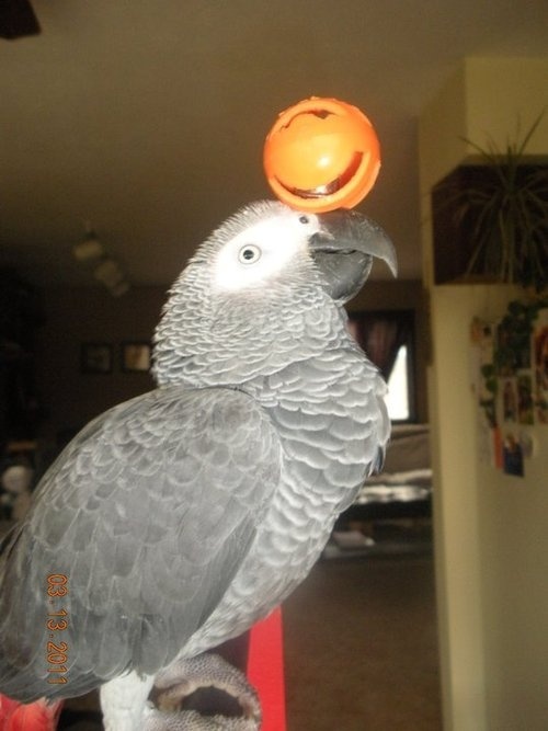 Parrot Blog! African Grey Species Info