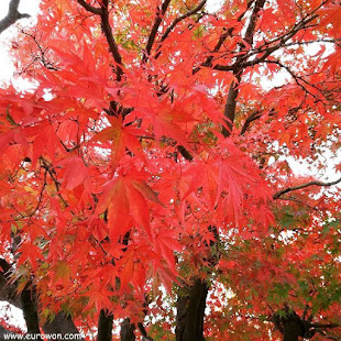 Árbol con hojas rojas en otoño