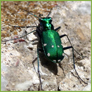 Dra. Madeline Ortiz: Biología: El insecto más grande del mundo