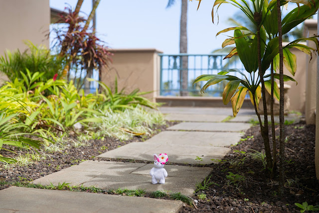 Mia Rabbit in Maui