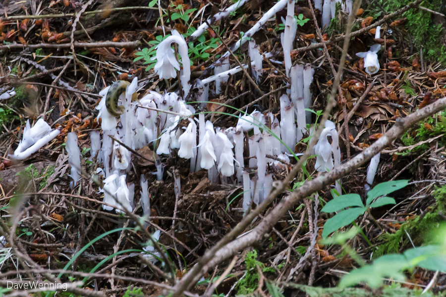 The Ghost Plant Trail