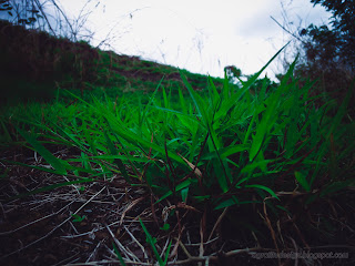Fresh Wild Green Grass Plants In The Rainy Season At Patemon Village, North Bali, Indonesia 