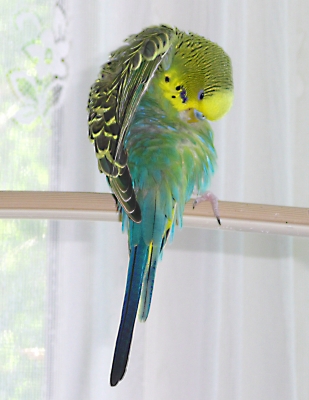 Das Geheimnis glücklicher Haustiere. Tipps und Tricks für Katzen, Hunde