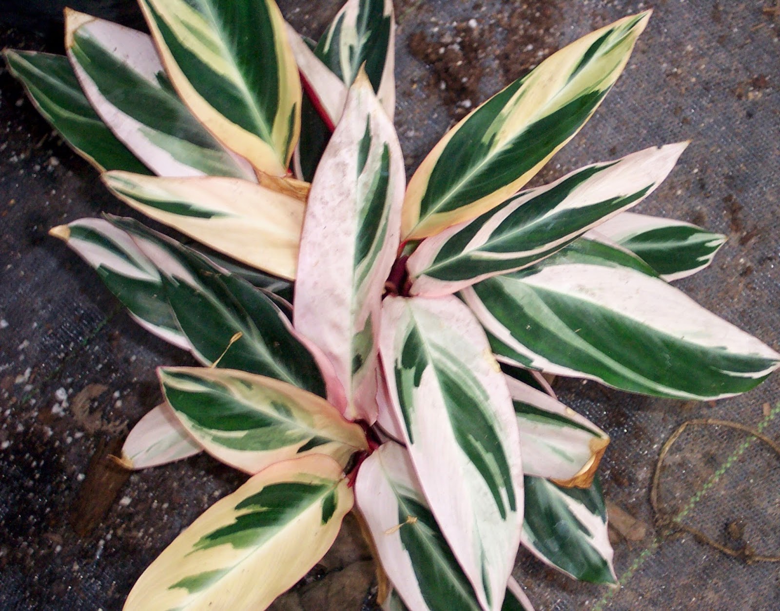 Tricolor triostar stromanthe