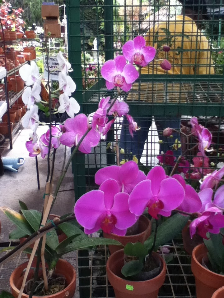 Native Flora of Trinidad and Tobago