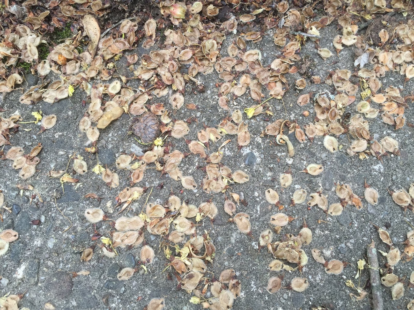 Princeton Nature Notes Tree Seedlings Everywhere, But Not a Street