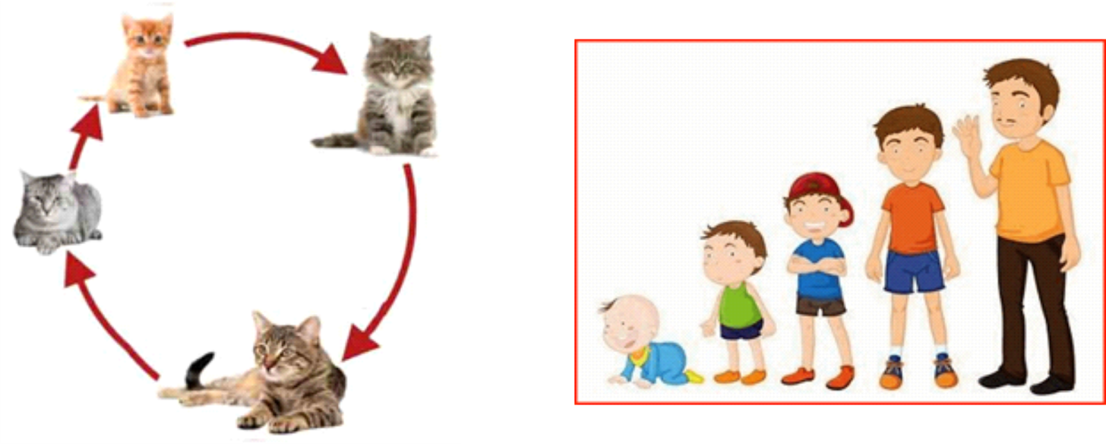 Siklus Pertumbuhan pada Manusia Kucing Ayam dan Katak – MINDA AQIQAH PADANG