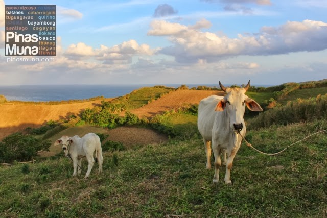 cows grazing pastures in Batanes
