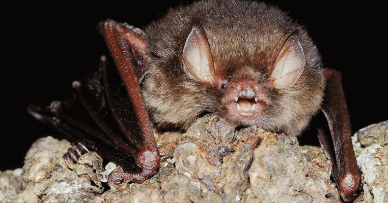 Species New to Science [Mammalogy • 2017] A Taxonomic Revision of the