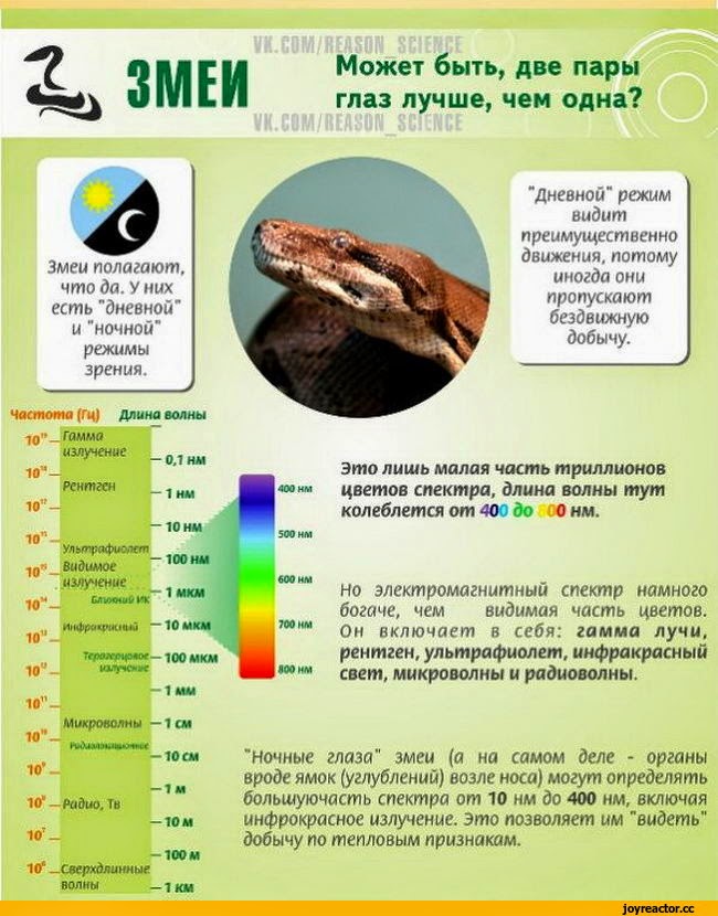 какой свет видят животные. какой свет видят животные. какие животные видят в цвете. зрение у различных животных. как видит лошадь.