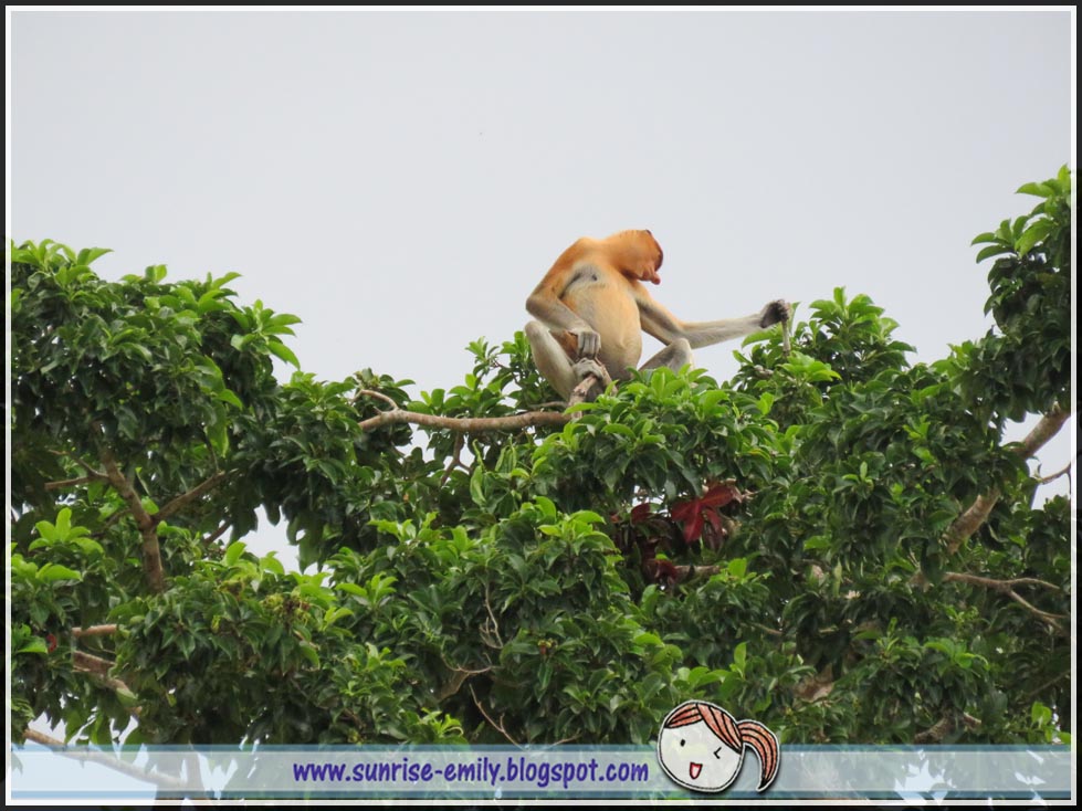 proboscis monkey wild life