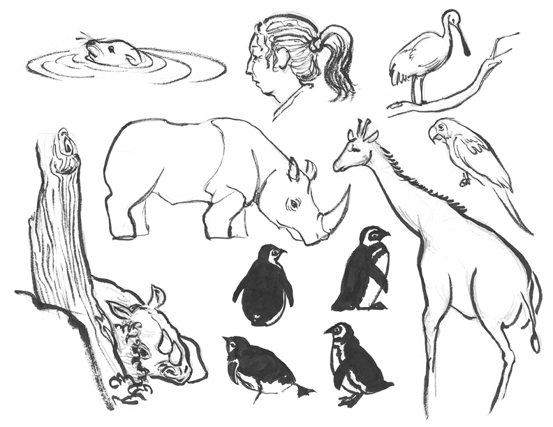 Isabella Kung's illustrations: Animal Sketches and other random doodles