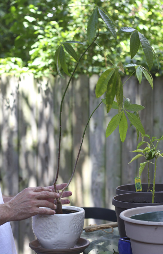 One Office To Another Transplanting The Money Tree 17 Apart