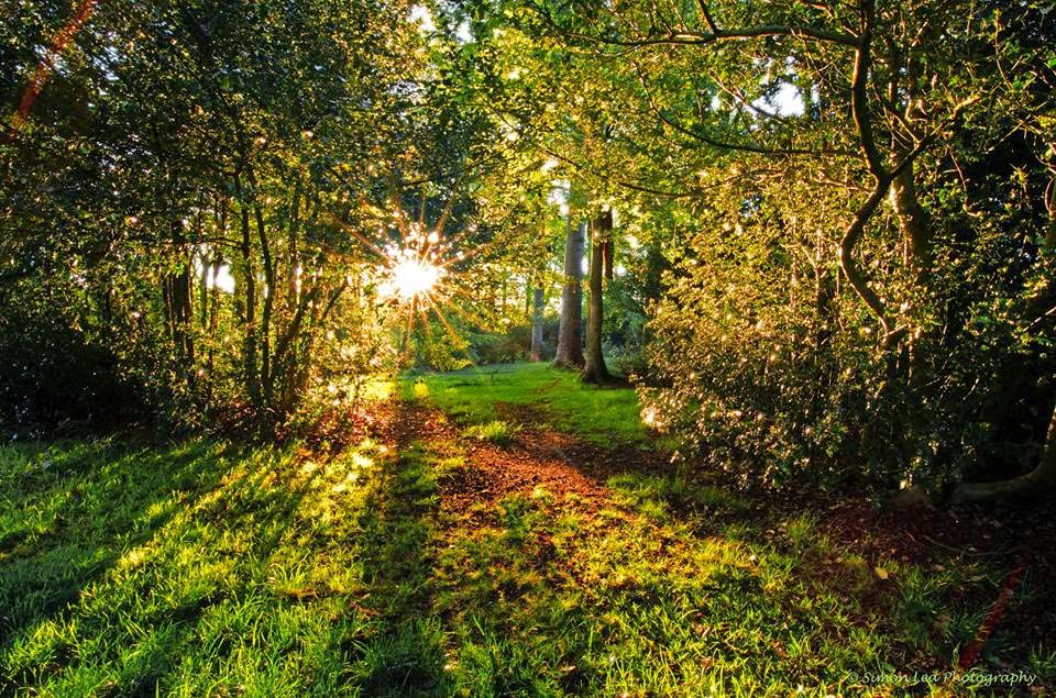 welovebearwood The Wonders Of Warley Woods