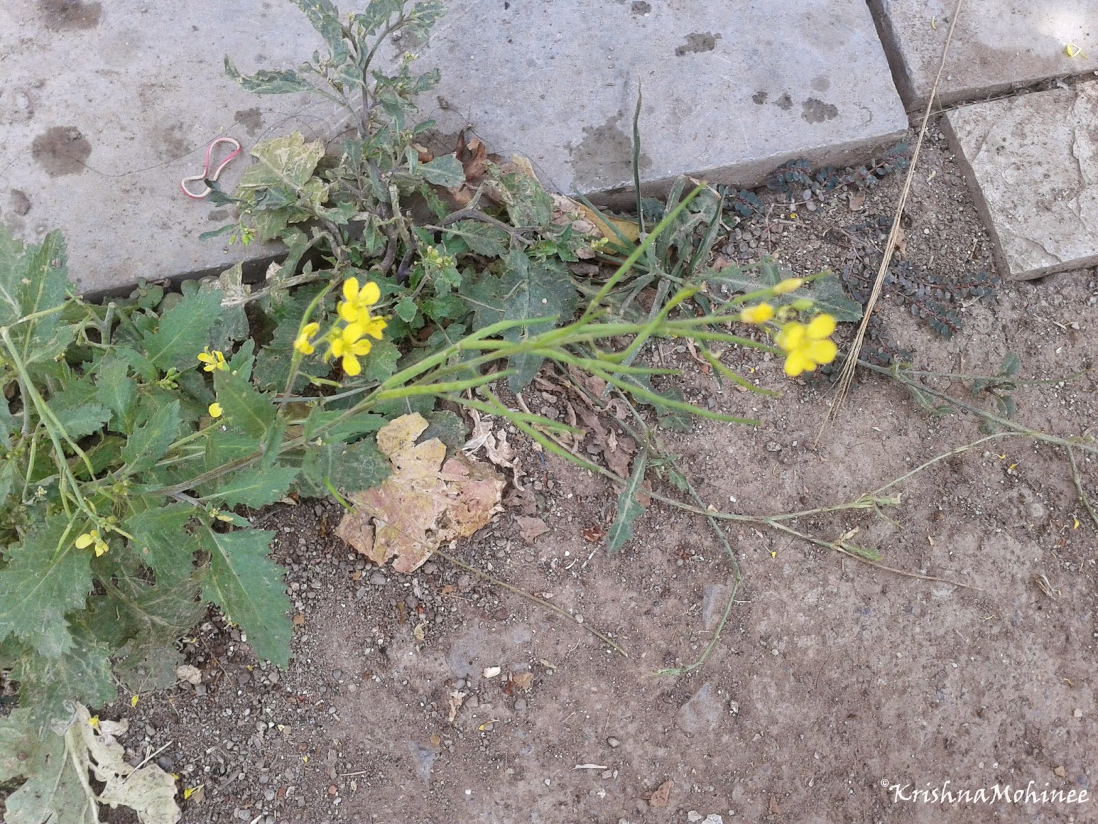 Image: Little yellow flowers