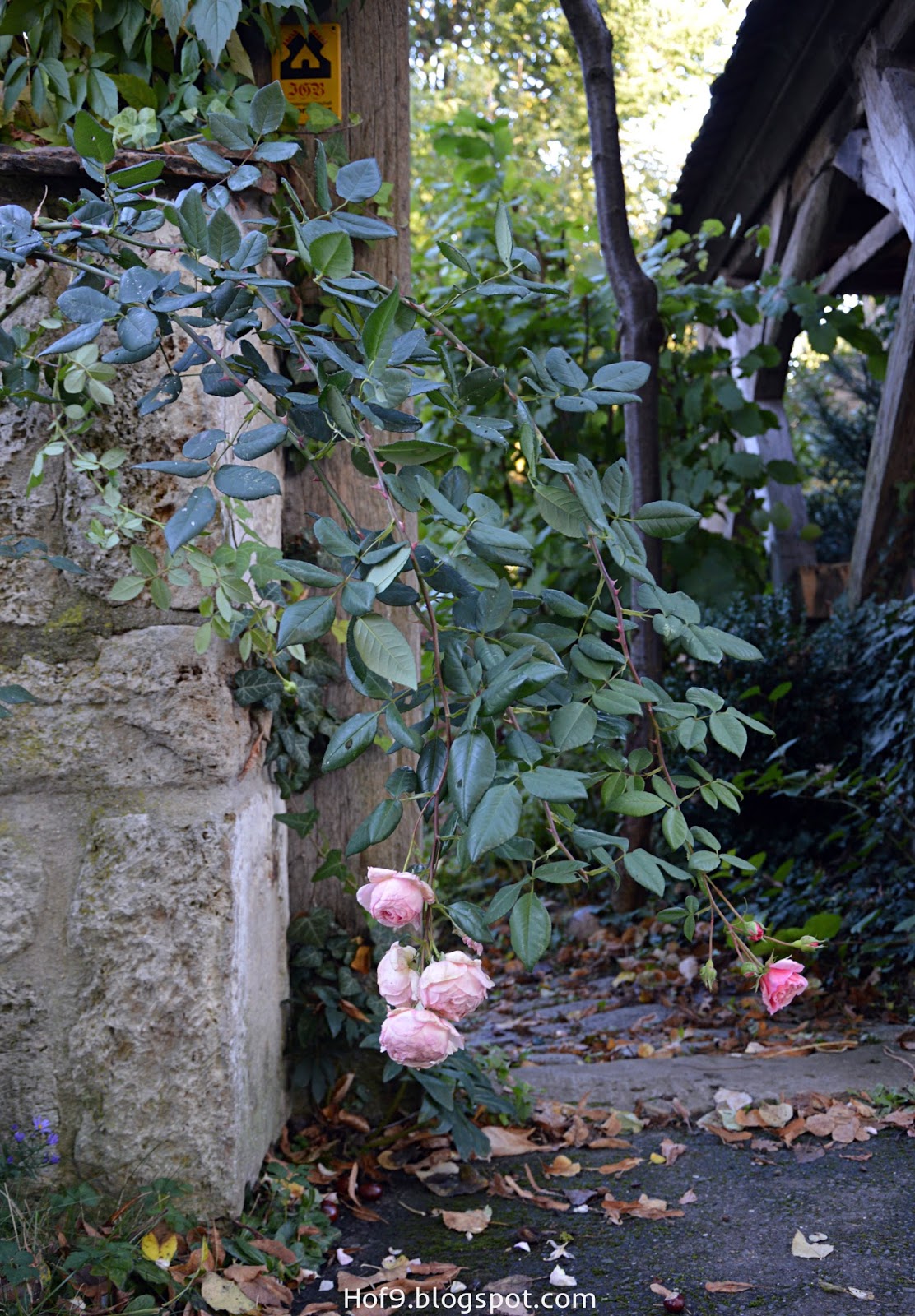 Hof 9: über'n Gartenzaun geschaut..