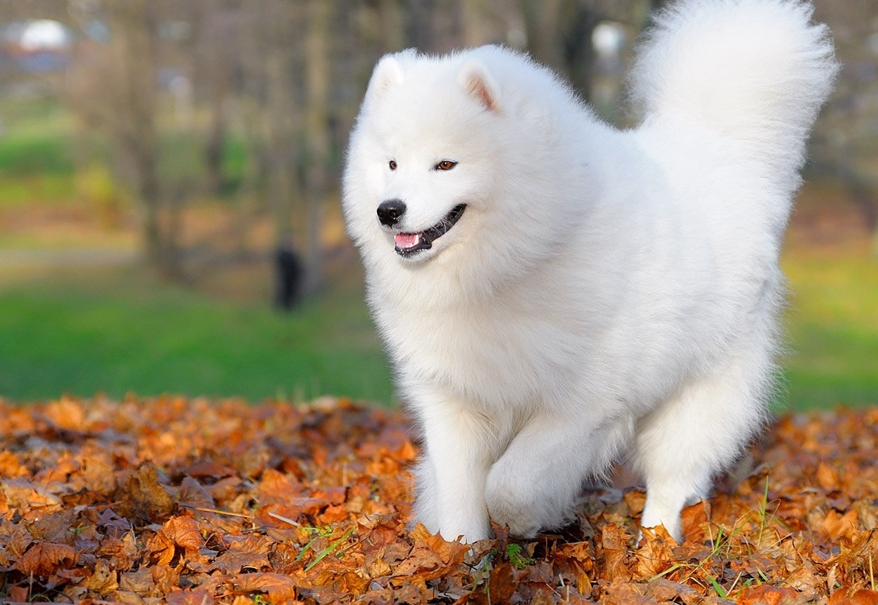 Samoyed The Sledding Dog