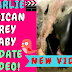 Charlie the Baby Timneh African Grey at 8 weeks old—Video Included