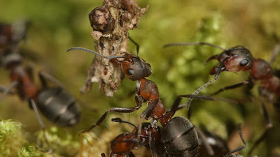 foraging wood ant