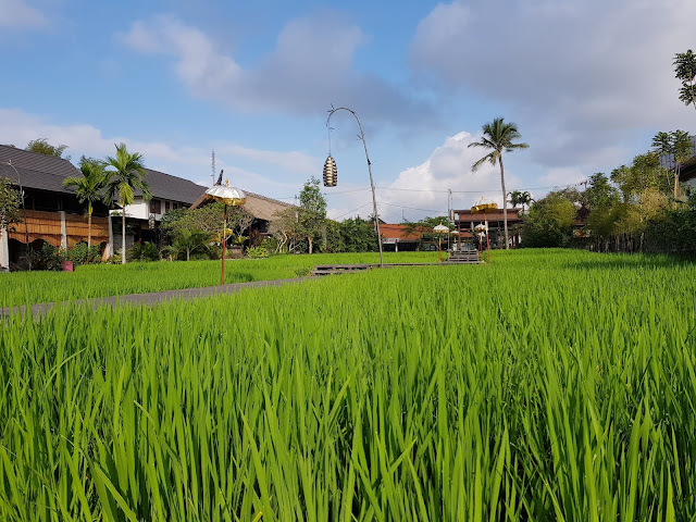 Alaya Ubud resort-Bali-Esterni-Risaie