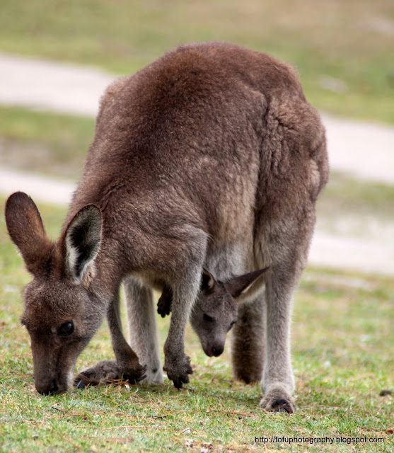 Tofu Photography Kangaroo with a joey in its pouch