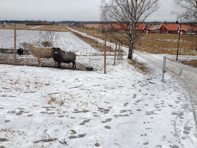 L%25C3%25B6pning+med+backintervaller3 - Löpning med backintervaller