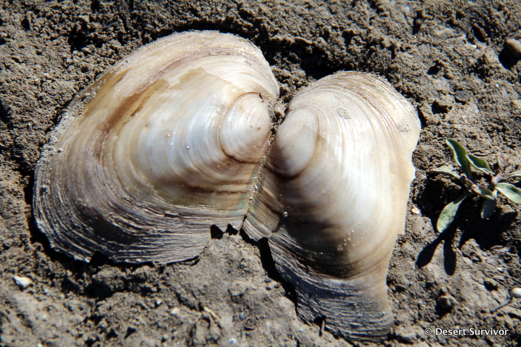 Desert Survivor An Early Winter Visit to Pruess Lake