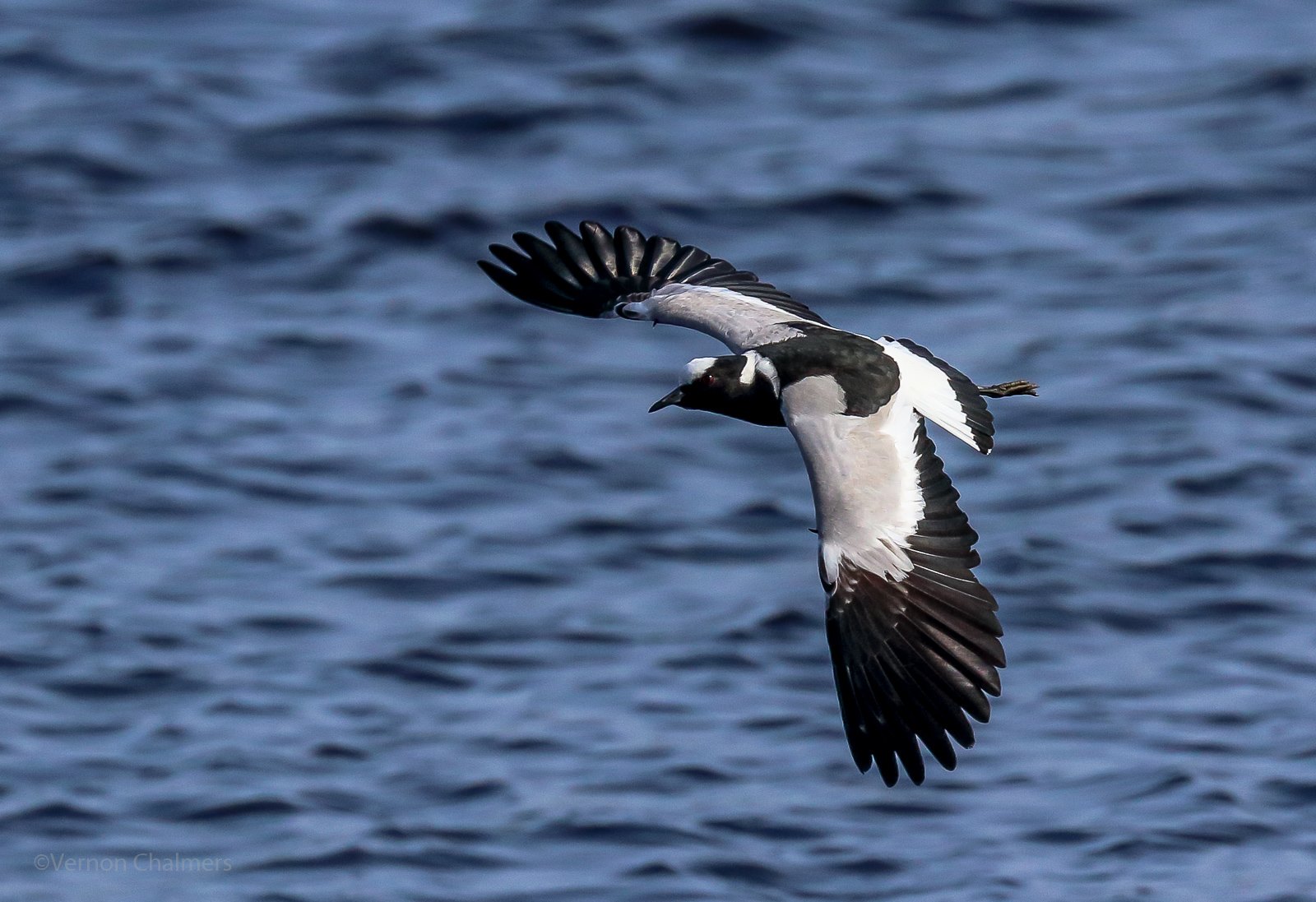Vernon Chalmers Photography Canon EOS 80D Camera Birds in Flight