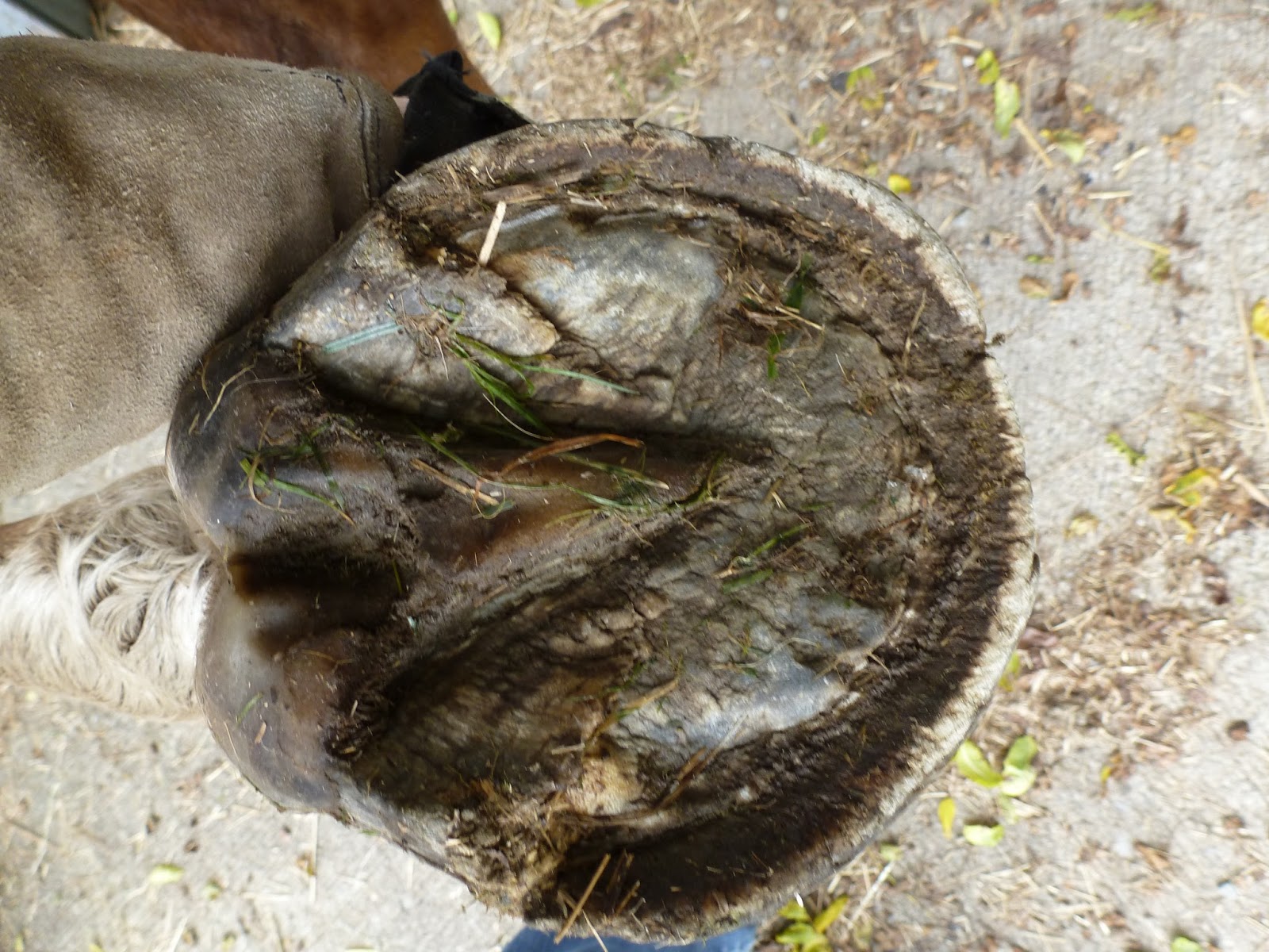 It's Quarters for Me Should a horse ever be sore after a trim?