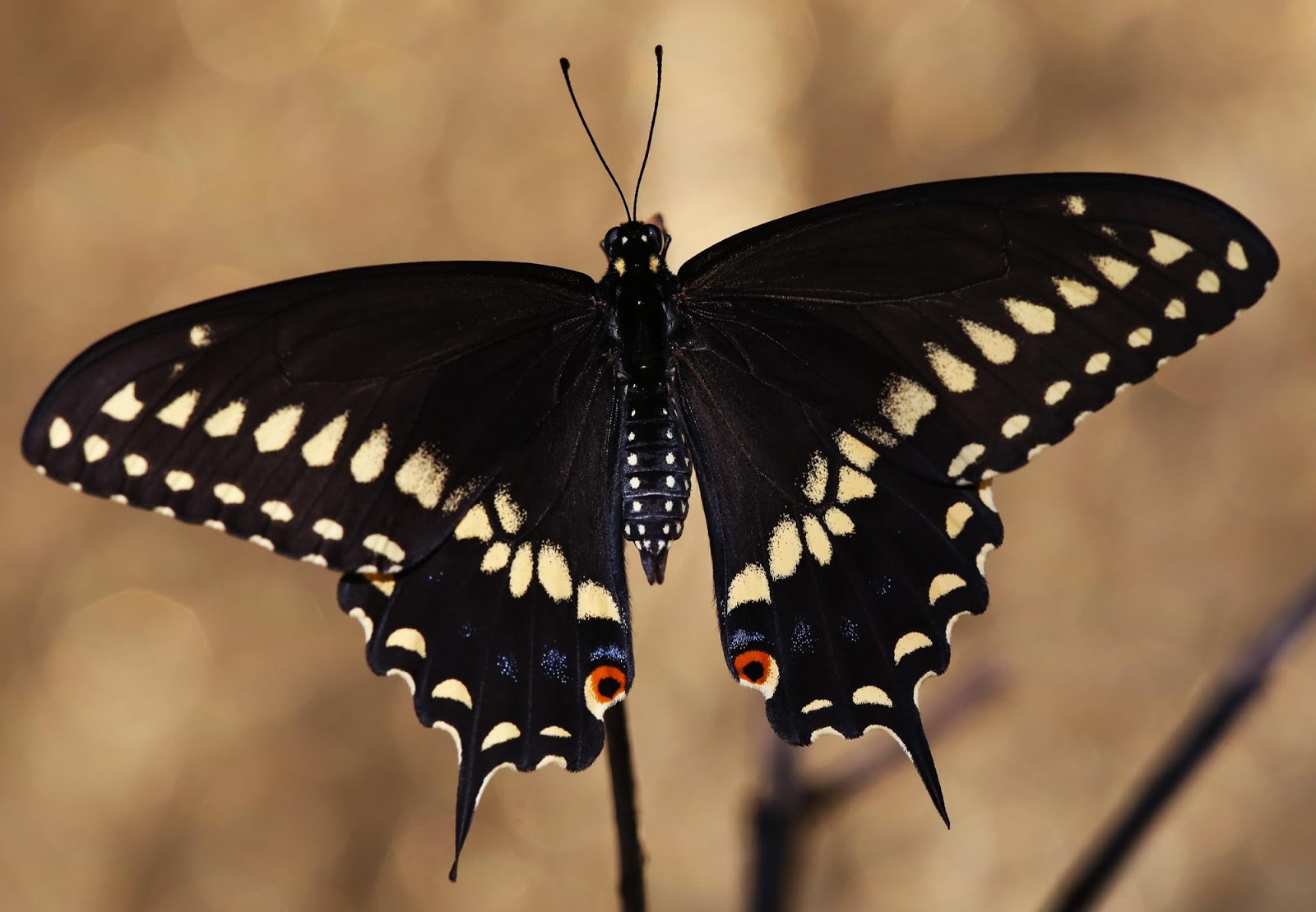 All of Nature Black Swallowtail Butterfly Emerges