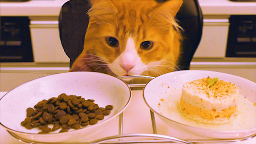 Important Tips to Choose the Best Foods for Your Cat Important Tips to Choose the Best Foods for Your Cat