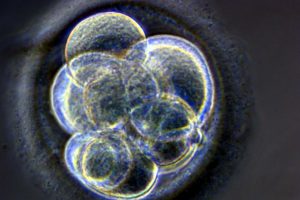Embriyonik Kök Hücrelerin Özellikleri 