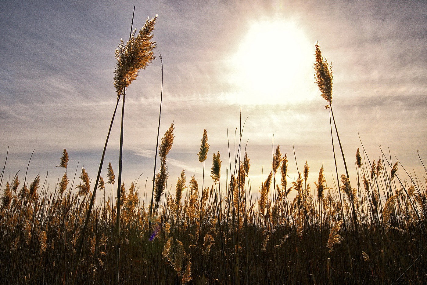 Eye Candy: European Common Reed