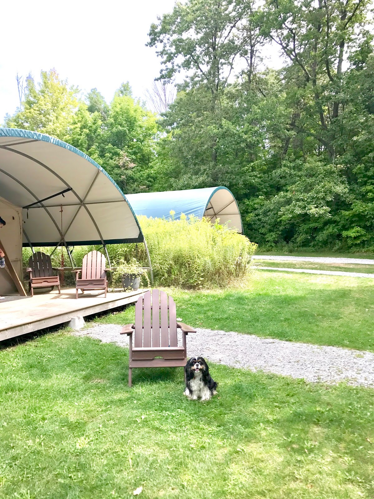 Bijuleni | Glamping With Your Pet at Long Point Eco Adventures Norfolk County - Cavalier King Charles Spaniel 