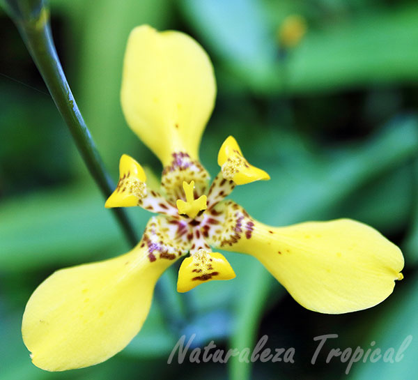 La flor del Iris amarillo, Trimezia sincorana