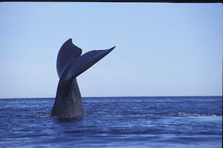 Avistajes de Ballena capacitación en el Cenpat