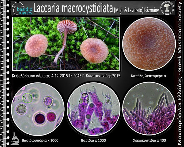 Laccaria macrocystidiata (Migl. & Lavorato) Pázmány