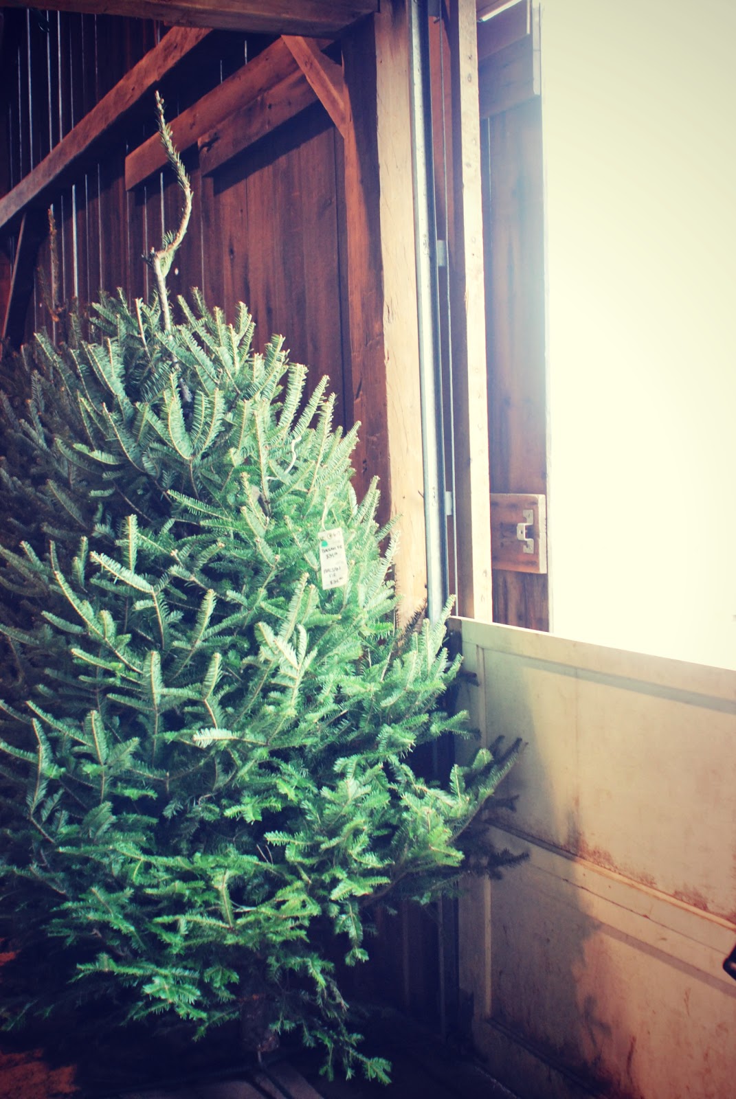 Keeping It Real (Christmas Tree Tradition) Sylvia's Simple Life